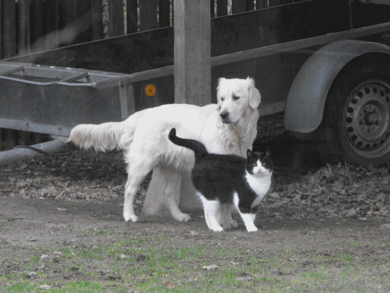anigif.gif