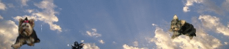 banner_yessigif.gif