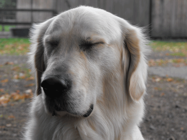 louschmunzelt.gif